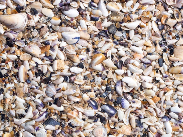 Fototapeta A background of shells on a seashell beach. A large number of small shells. Top view. Flat lay