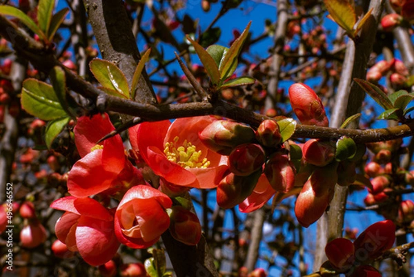 Obraz red flowers on bush