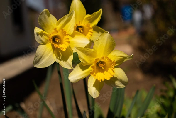 Obraz yellow daffodils in spring