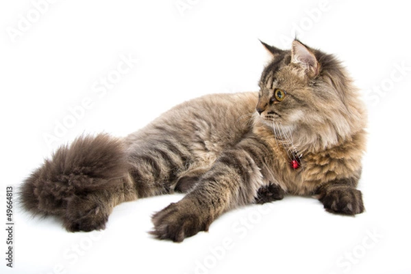 Fototapeta Studio shot of Persian Cat Lay on the Floor, Side Face