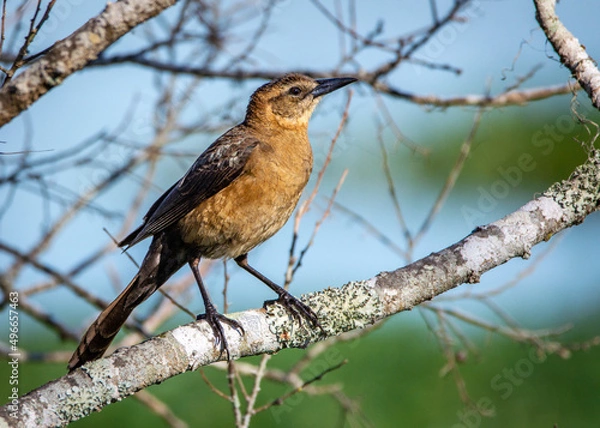 Obraz Boat-tailed Grackle enjoying a fine spring morning!