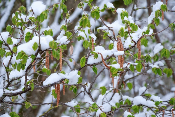 Obraz Haselnuss - frischer Blattaustrieb mit verblühten Kätzchen und Schneedecke - später Kälteeinbruch, sog. "Märzwinter", im April 2022 | Corylus avellana | common hazel fresh leaves w snow