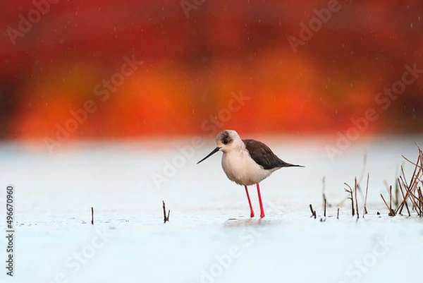 Obraz Cavaliere d'Italia