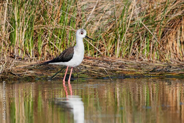 Obraz Cavaliere d'Italia