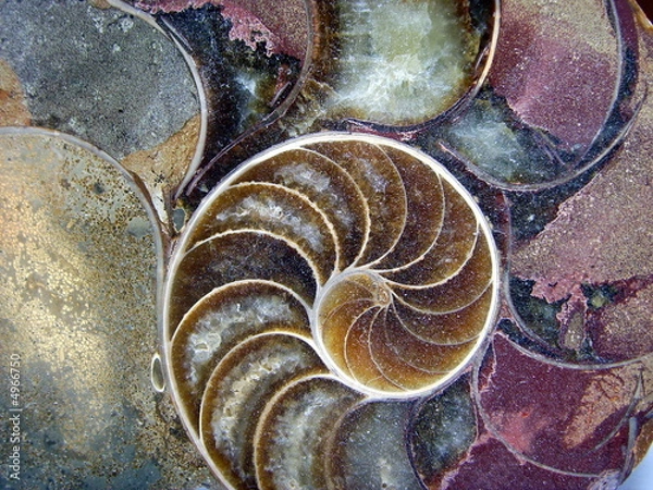Fototapeta Amonit.