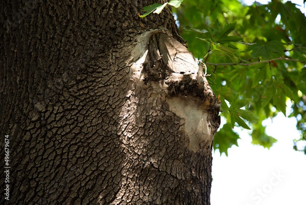 Obraz Cut tree branch 