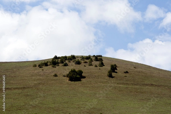 Obraz Shrubs in the mountains