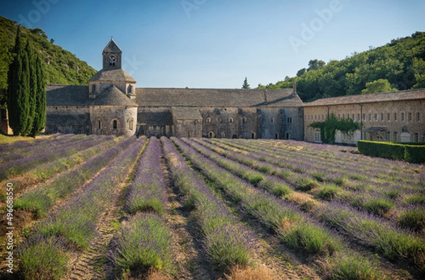 Fototapeta La fioritura della lavanda in Provenza