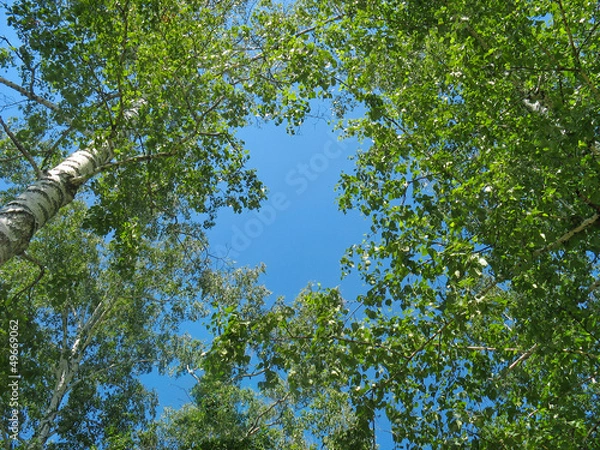 Fototapeta Birch tops against blue sky background