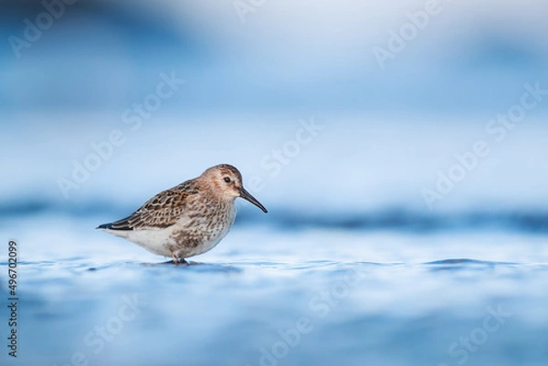Fototapeta Dunlin during autumn migration