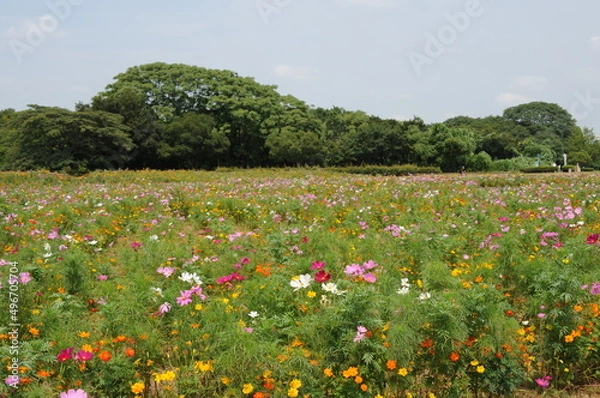Fototapeta コスモス