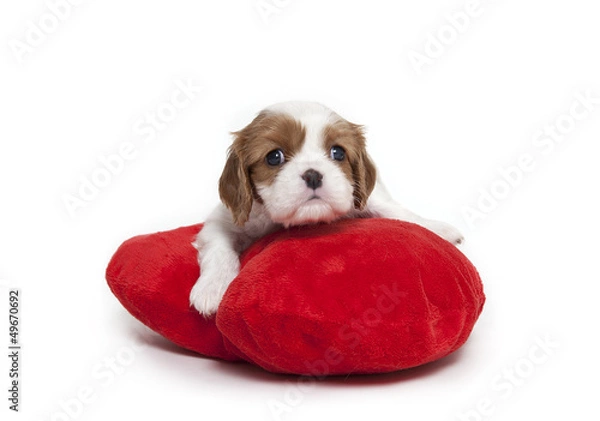 Obraz Cute cavalier Spaniel puppy