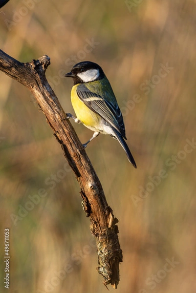 Fototapeta A Great Tit on a vertical branch.
A great tit perched on a hanging vertical branch against a softly blurred out of focus background. Taken in soft evening light of golden hour. With copy space.