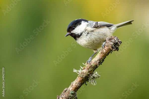 Obraz A coal Tit on top of a lichen covered branch,.
A coal tit perched on top of a twig that is covered in lichen and moss.  The background is blurred and out of focus with copy space around the bird.