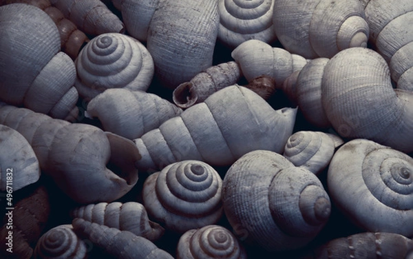 Fototapeta Shells - Spirals - Golden ratio 