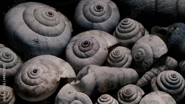 Fototapeta Shells - Spirals - Golden ratio 