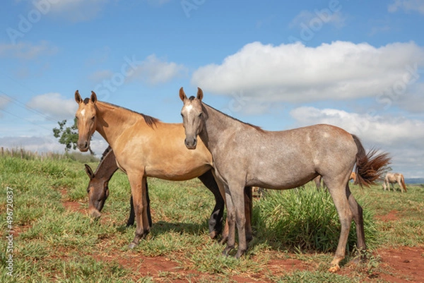 Fototapeta Group of Mangalarga Marchador horses and mares loose in the green pasture. Mares and foals on the farm loose.