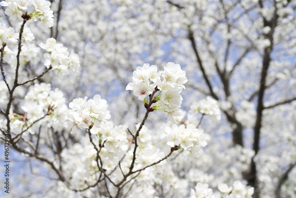 Fototapeta 真っ白の綺麗な大島桜の森
