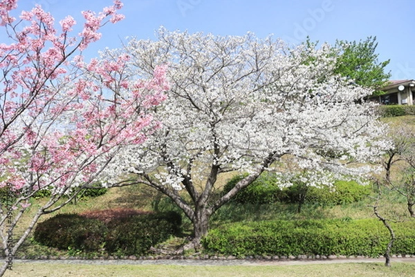 Fototapeta 可愛い陽光桜と美しい大島桜