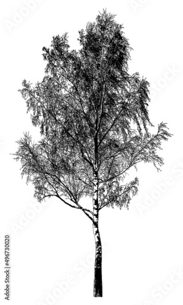 Fototapeta Silhouette of a tree on a white background. Realistic black and white illustration of a birch tree.