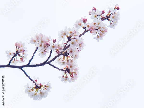 Obraz 満開の桜（白背景）