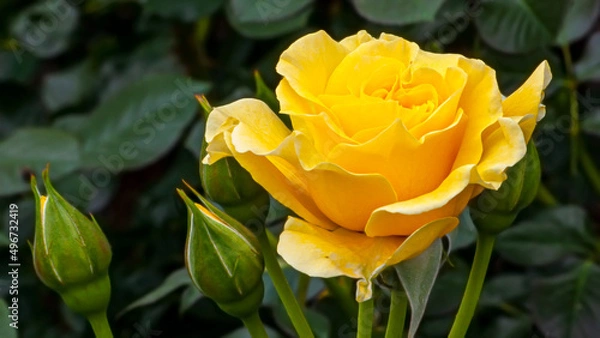 Obraz Yellow Rose in Spring Sunlight 7