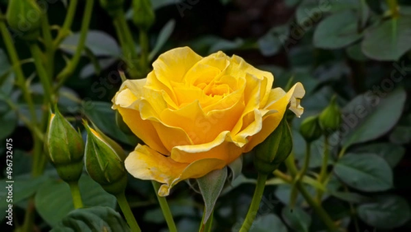 Obraz Yellow Rose in Spring Sunlight 4