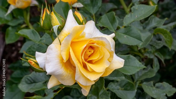 Obraz Yellow Rose in Spring Sunlight 10
