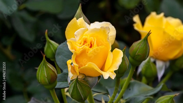 Obraz Yellow Rose in Spring Sunlight 3