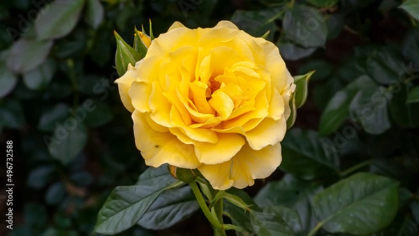 Obraz Yellow Rose in Spring Sunlight 2