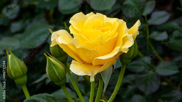 Obraz Yellow Rose in Spring Sunlight 1
