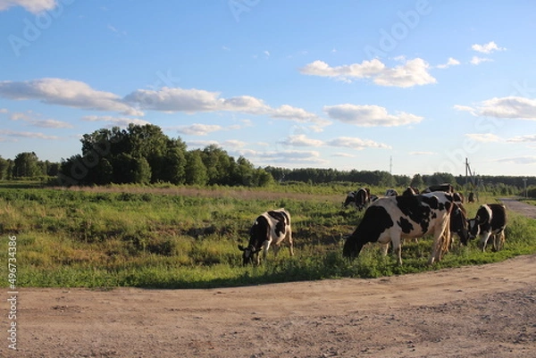 Fototapeta animals dairy cows in a herd graze in the village in the summer in the field
