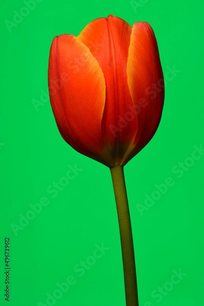Fototapeta A tulip on simple background