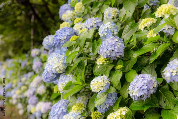 Fototapeta 飛鳥山公園の紫陽花