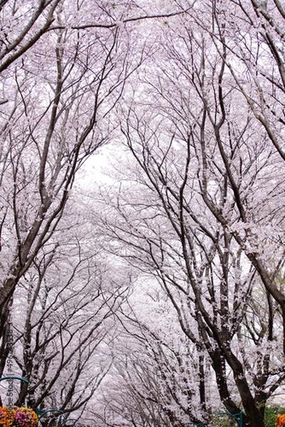 Fototapeta 公園に咲く桜の花
