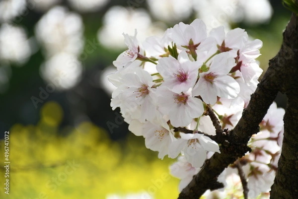 Obraz 桜の花のクローズアップ　菜の花を背景に