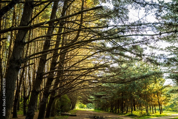 Obraz autumn in the park