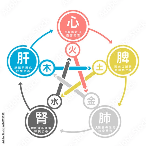 Fototapeta 詳細な五臓六腑相関図
