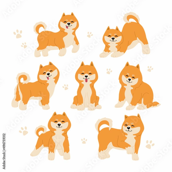 Fototapeta Set of cute shiba inu dogs in different poses. Funny japanese smiling animals. Hand drawn colored vector illustration isolated on white background. Modern trendy flat cartoon style.
