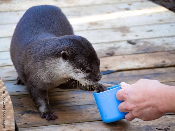 Obraz 飼育員の手からおいしそうにご飯を食べる水族館のコツメカワウソ
