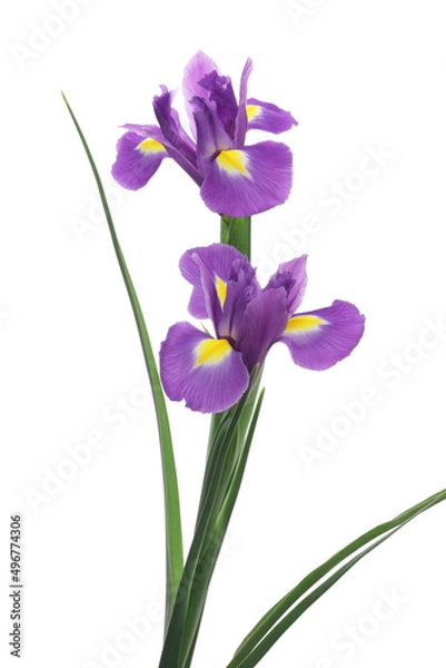Fototapeta 白背景のアイリスの花