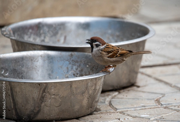 Fototapeta  a sparrow sits on the edge of a dog bowl