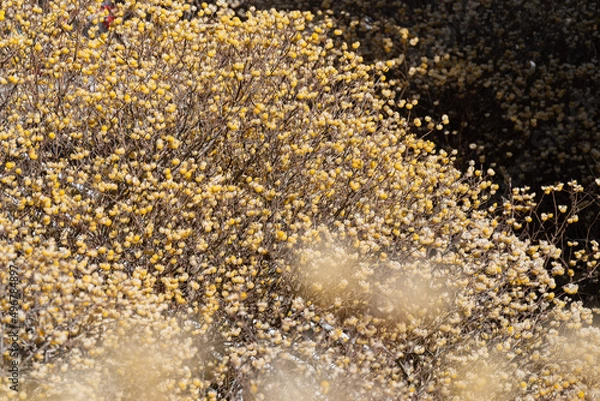 Obraz ミツマタの花