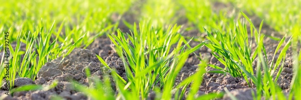 Fototapeta Field of young green wheat or rye closeup. Bio farming and concept. Panorama with soil and grass sprouts on sunrise.