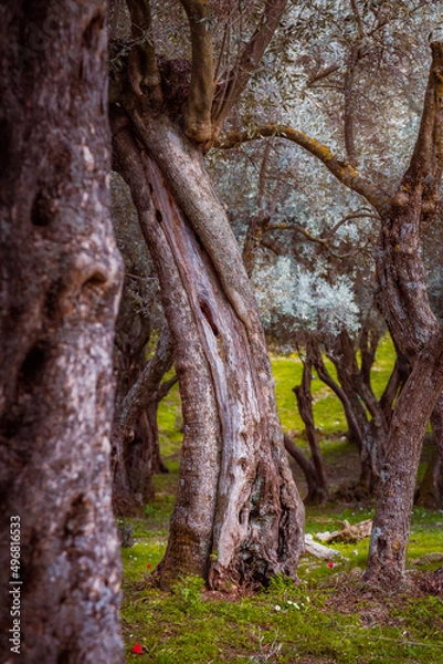 Fototapeta tree trunk
