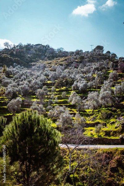 Fototapeta Olive tree forest