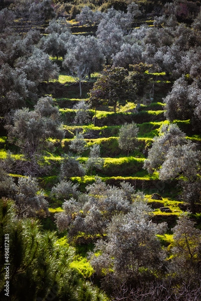 Fototapeta moss on stone