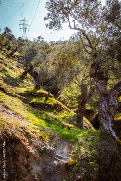 Fototapeta Olive tree