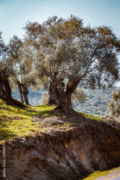 Fototapeta Olive trees