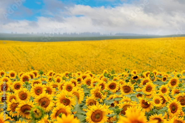 Obraz Field with yellow sunflowers and blue sky with white clouds over the field